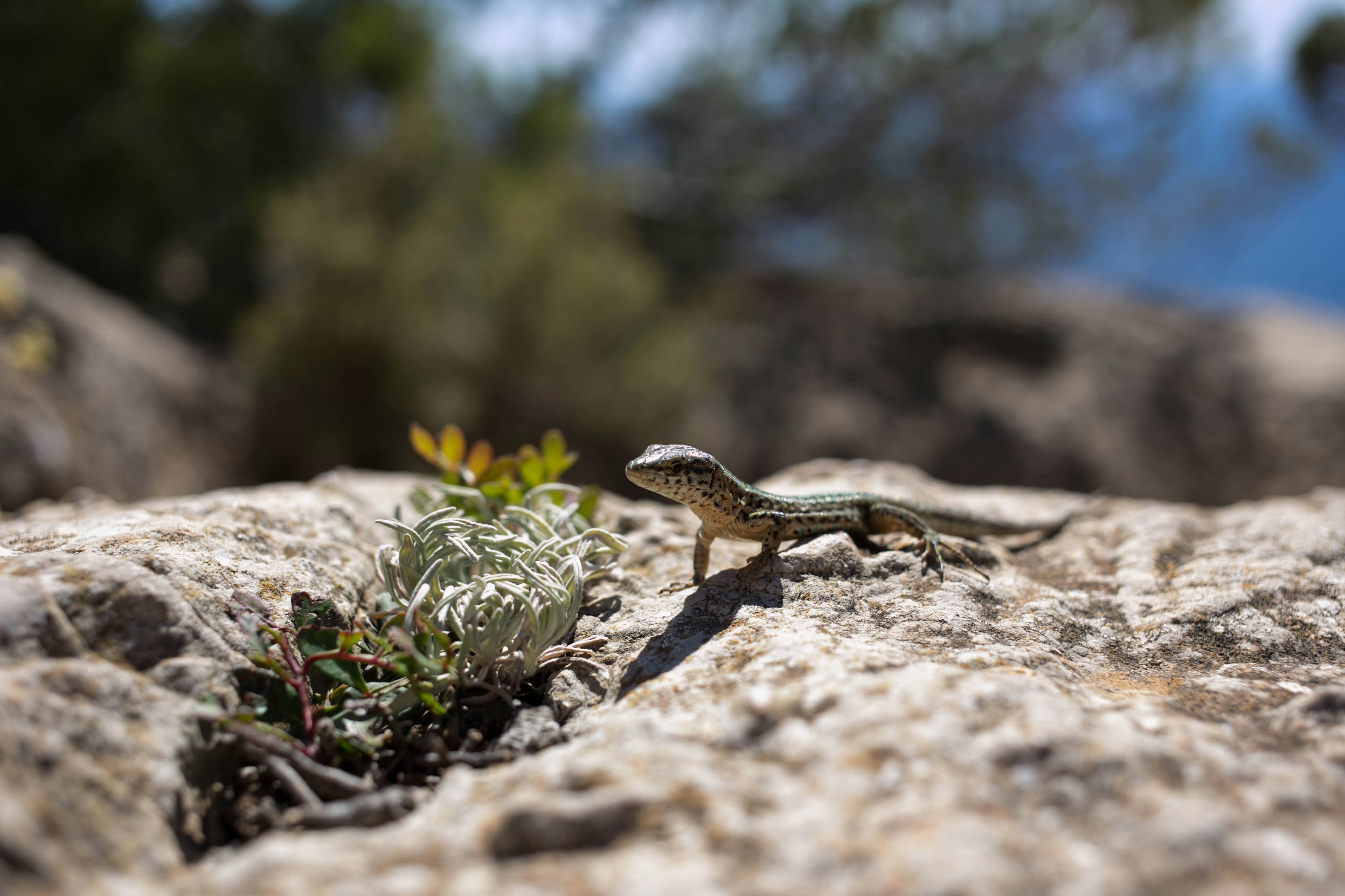 gray bearded dragon photography